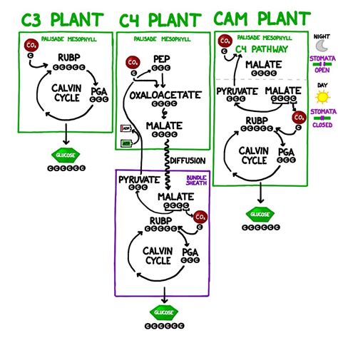 tumbuhan c3 adalah