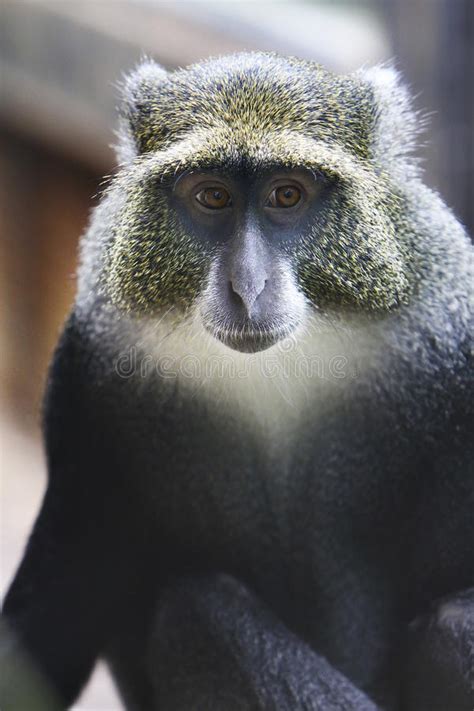 Monkey Close Up Stock Image Image Of Face Brown Backdrop 16362299