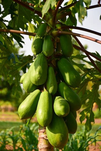 Premium Photo Papaya Fruits Of Papaya Tree In Garden In Thailand