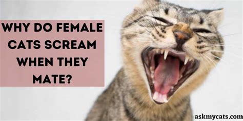Why Do Female Cats Scream When They Mate