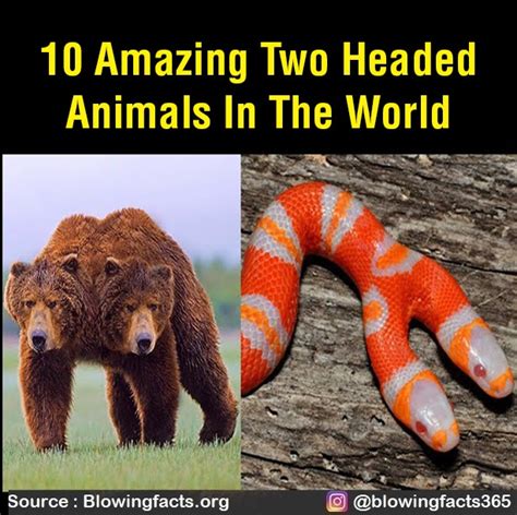 10 Amazing Two Headed Animals In The World Animal 10 Amazing Two
