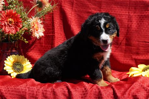 Akc Registered Bernese Mountain Dog Puppy For Sale Baltic Oh Female D