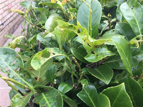 Laurel Hedge Problem — BBC Gardeners' World Magazine
