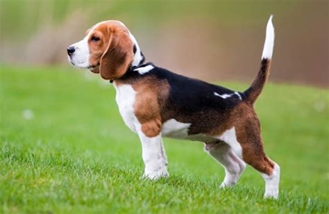 10 Famous Medium Sized Dog Breeds