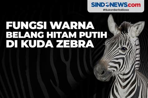Sindografis Fungsi Warna Belang Hitam Putih Di Kuda Zebra