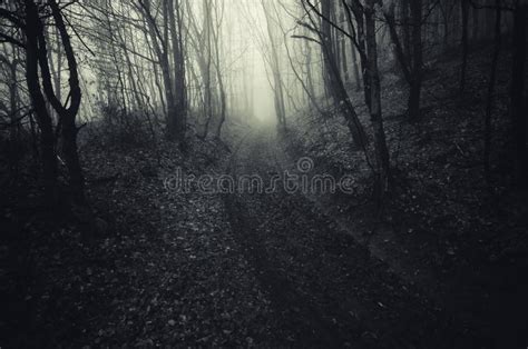 Road In Scary Haunted Forest With Fog Stock Photo Image Of Mystery