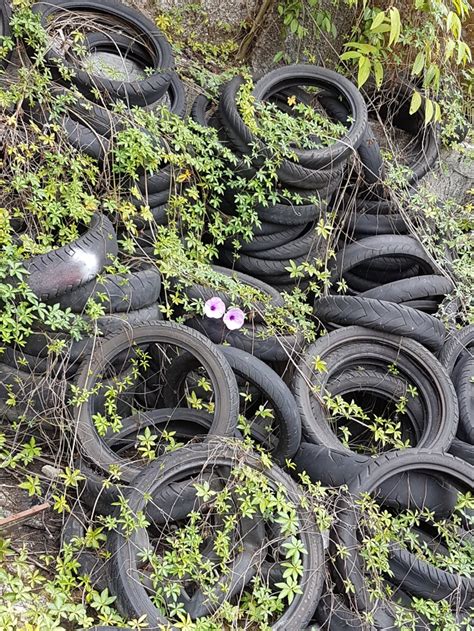 Sepeda atau motor sepeda gunung bmx dll berkualitas: Jual Ban Bekas Motor Murah Random alias tidak bisa pilih ...