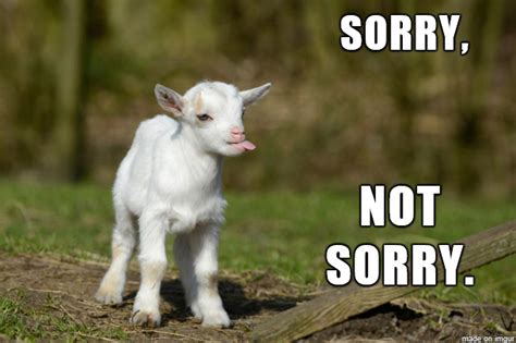 Not Sorry Goat Meme On Imgur Goats Funny Baby Goat Pictures Farm