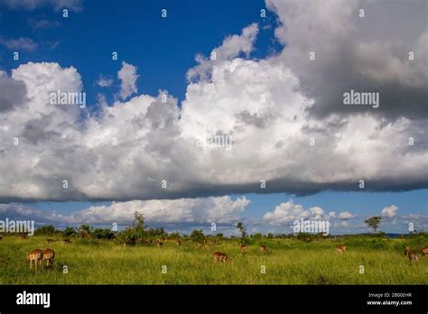 African Savanna Rain Hi Res Stock Photography And Images Alamy