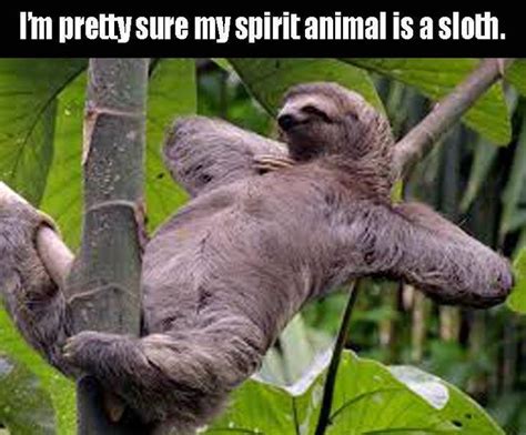 Sloths Jokes
