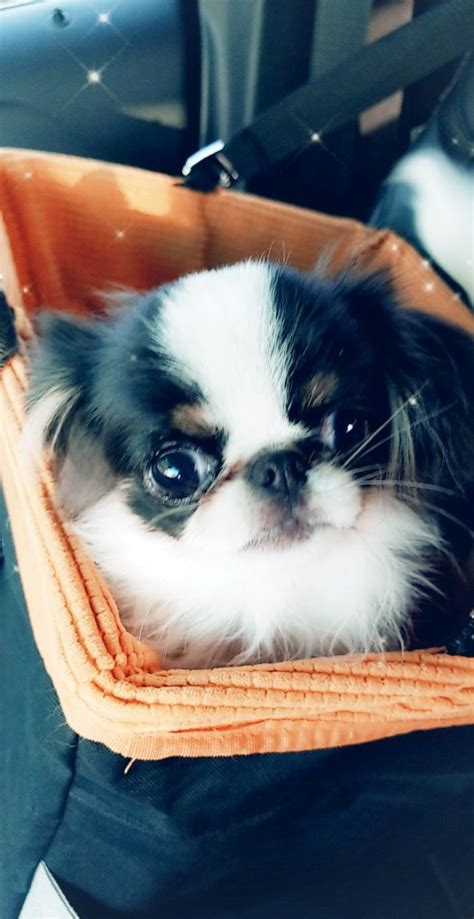 Oakley Aka Twigswalkers Chins Japanese Chin Puppies Cute Animals