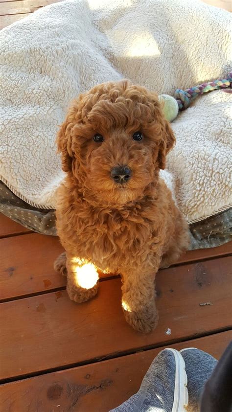 We call the goldendoodle teddy bear face features furnishings. Pin by Petit Jean Puppies on goldendoodles | Goldendoodle ...