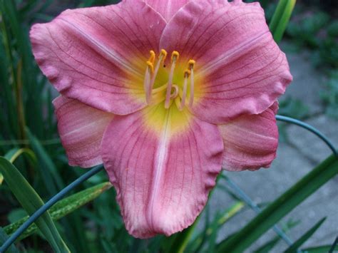 Plantfiles Pictures Daylily Rosy Returns Hemerocallis By Jachurch