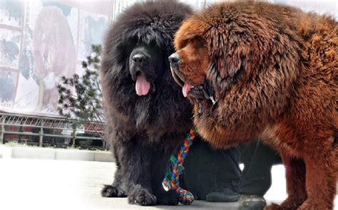 All About Tibetan Mastiff Dog Breed Origin Behavior Trainability