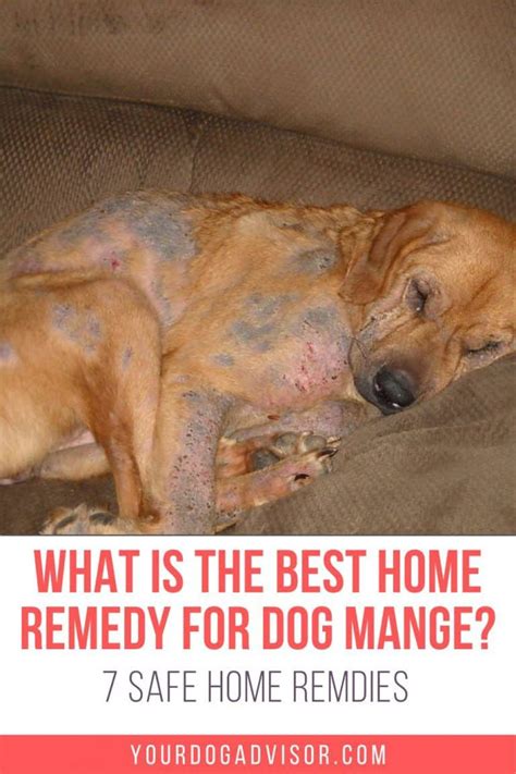 What Is The Best Home Remedy For Dog Mange 7 Safe Home Remedies
