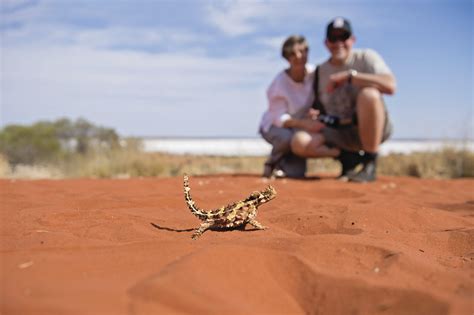 Wildlife Nature And Wildlife Northern Territory Australia