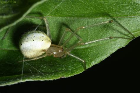 Cobweb Spider E Ovata North American Insects And Spiders