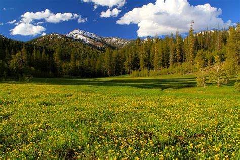 Boulder Mountains Blooming Alpine Buttercup Wildflowers Photograph By