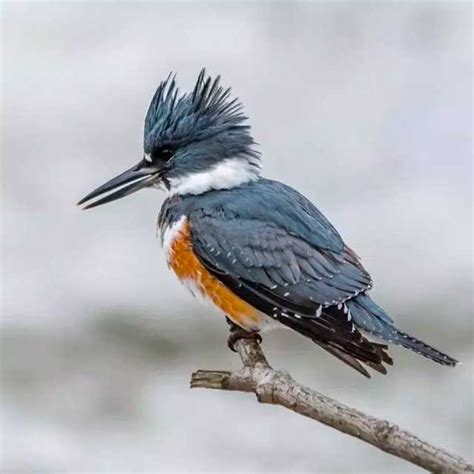 Belted Kingfisher Level 4 Study Guide Marin Audubon Society Junior
