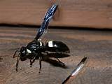 Images of Black And White Wasp
