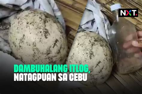 Dambuhalang Itlog Natagpuan Sa Cebu Abs Cbn News