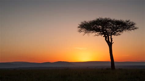 Tree At Sunset In Savanna Landscape Masai Mara National Reserve Kenya