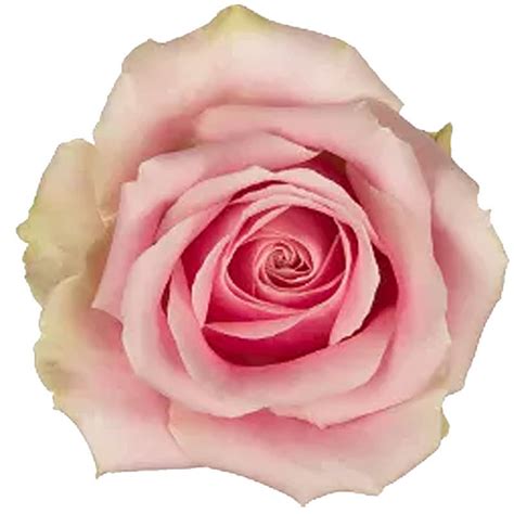 Rose Avalanche Pink Cut Roses Flower Suppliers Wholesale Flowers Direct