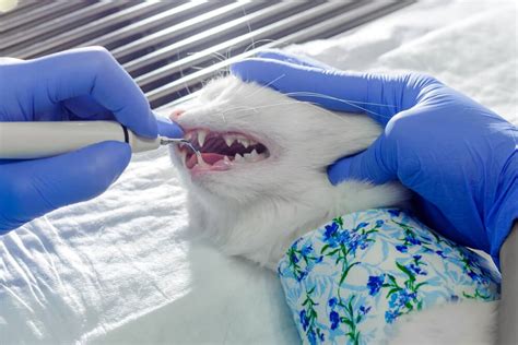 Have you ever wondered how to clean cats' teeth? Tips on How to Keep Your Cat's Teeth Clean | Myawesomecat.com