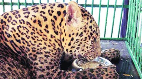 Mumbai Oldest Captive Leopard At Sanjay Gandhi National Park Dies