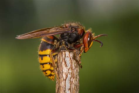 Asian Giant Hornets Killer Hornets And How To Identify Them