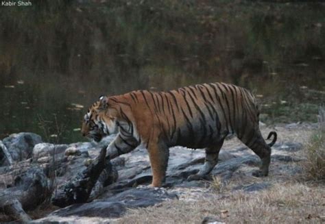 1 Best Tiger Safaris In Kanha Tiger Safari India Tour