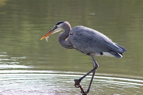 Check spelling or type a new query. Reigers begrijpen en maatregelen treffen - AboutKoi