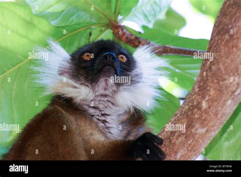Madagascar Nosy Tanikely Island Black Lemur Eulemur Macaco On A Tree