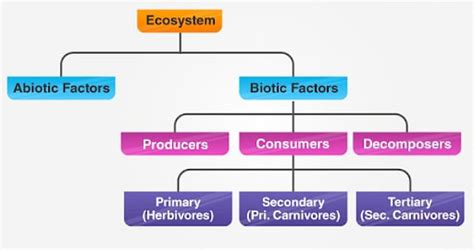 Biotic Components Environment Notes