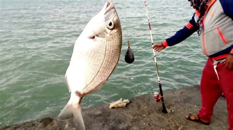Fishing in Kuwait Sea | കടലിൽ ഒരു ചൂണ്ടയിടൽ | Lovely Nature. - YouTube