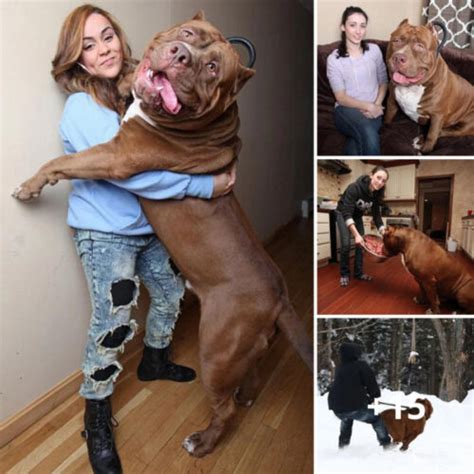 Discover Hulk The World S Biggest Pit Bull That Keeps Growing