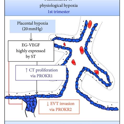 Eg Vegf Is A New Placental Angiogenic Factor It Controls Placental