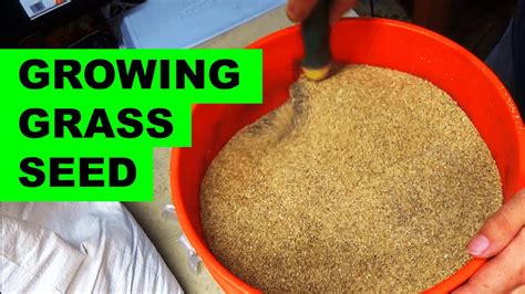 How To Grow Grass From Seed Seeding A New Lawn Youtube