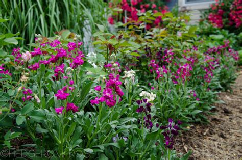 Growing Fragrant Ten Week Bouquet Stock Mattiola Incana Hedgerow