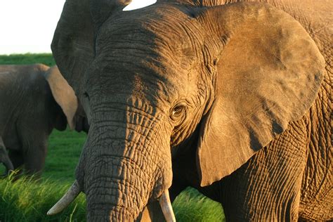 Five Star Lodge In The Addo Elephant National Park Amazing Elephant Photos