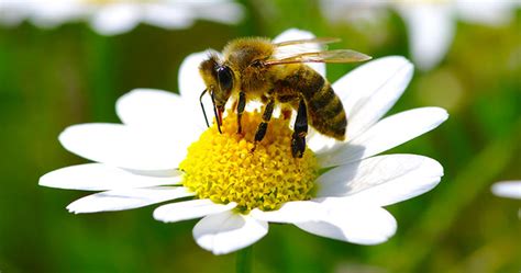 En el marco del día mundial de las abejas, marriott international, reserva conchal y blue zones nicoya hacen un llamado a la conservación y protección de el proyecto alberga a unos 5 millones de abejas, distribuidas en 60 colmenas; 20 de mayo: Día Mundial de las Abejas, ¿por qué son las ...