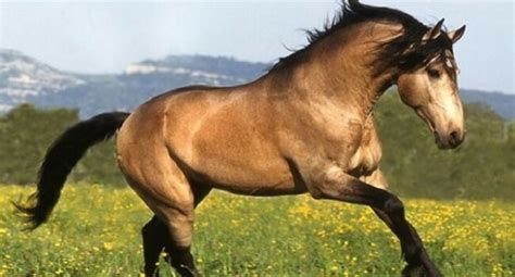 rarest   beautiful horse breeds   world
