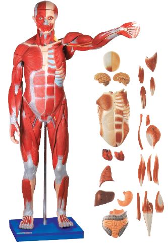 The testis in the male, and the. Muscles of Male with Internal Organs, MediWarehouse