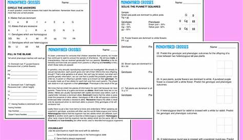 monohybrid crosses practice worksheet answers