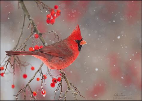 25 Beautiful Red Cardinals Birds Pictures North American Species Web