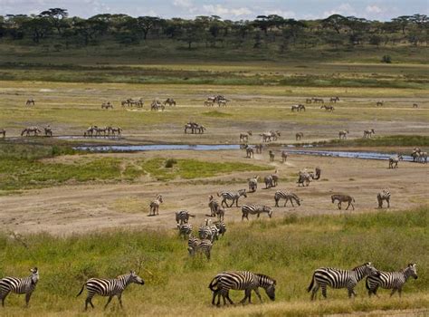 serengeti national park tanzania undefined the world s most beautiful national parks