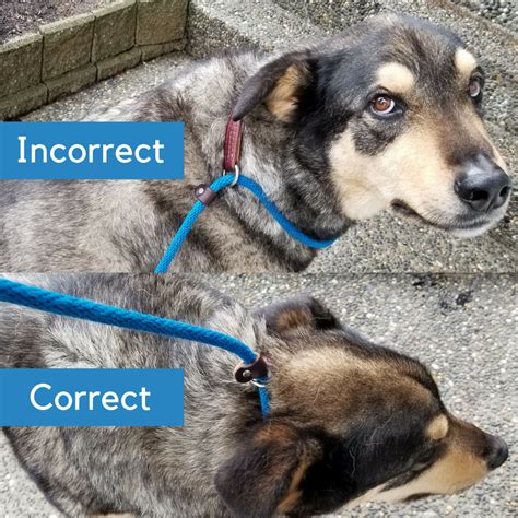Help Proper Placement Of Slip Leash Or Collar On Dogs Neck Also