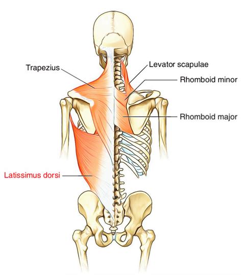 Latissimus Dorsi Supply And Functions Earth S Lab