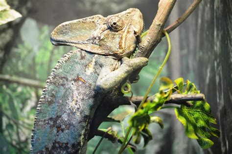 Carpet Chameleon Lifespan In Captivity - Carpet Vidalondon