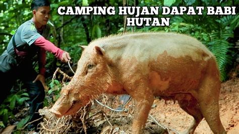 Camping 5 Hari Hujan Di Hutan Dapat Babi Hutan Masak Dan Makan Di Hutan